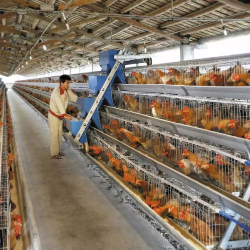 黃杏彪 用心智造，推動雞群智能化飼養設備與外圍設備制造